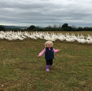 4th generation turkey farmers devon